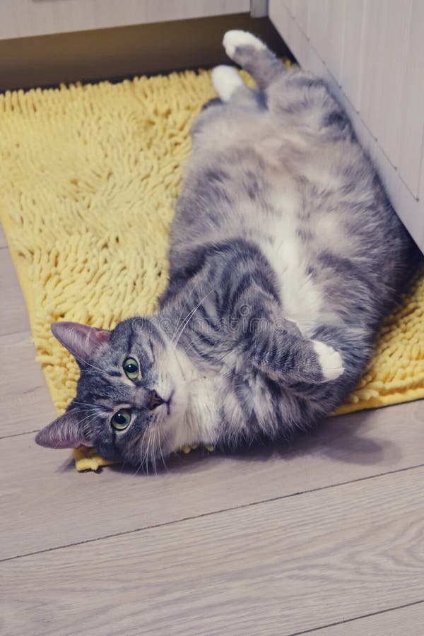 126 Cat Belly Carpet Stock Photos Free & RoyaltyFree Stock Photos