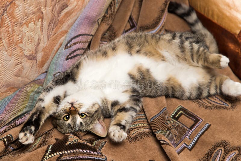 Cat lies on her back stock image. Image of paws, point 107517093
