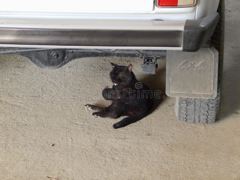 Cat lies under the car. stock photo. Image of outdoor 105364620