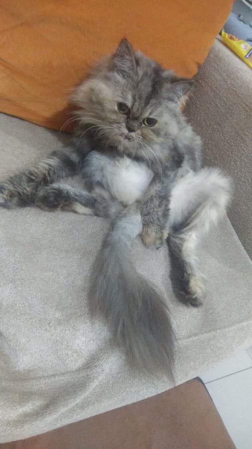 Cat like monkey stock photo. Image of monkey, april 261982702