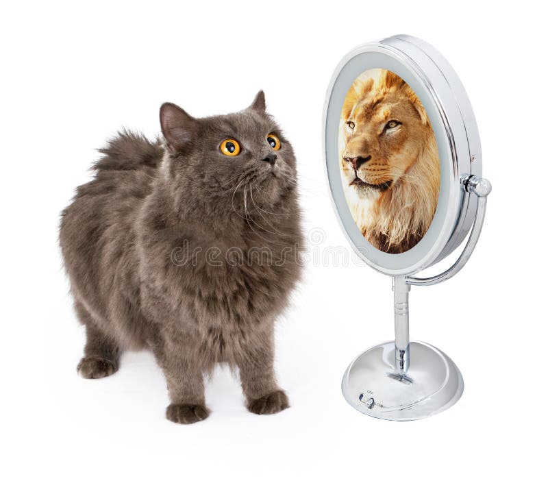 Cat With Lion Reflection in Mirror royalty free stock image Cat With Lion Reflection in Mirror royalty free stock image