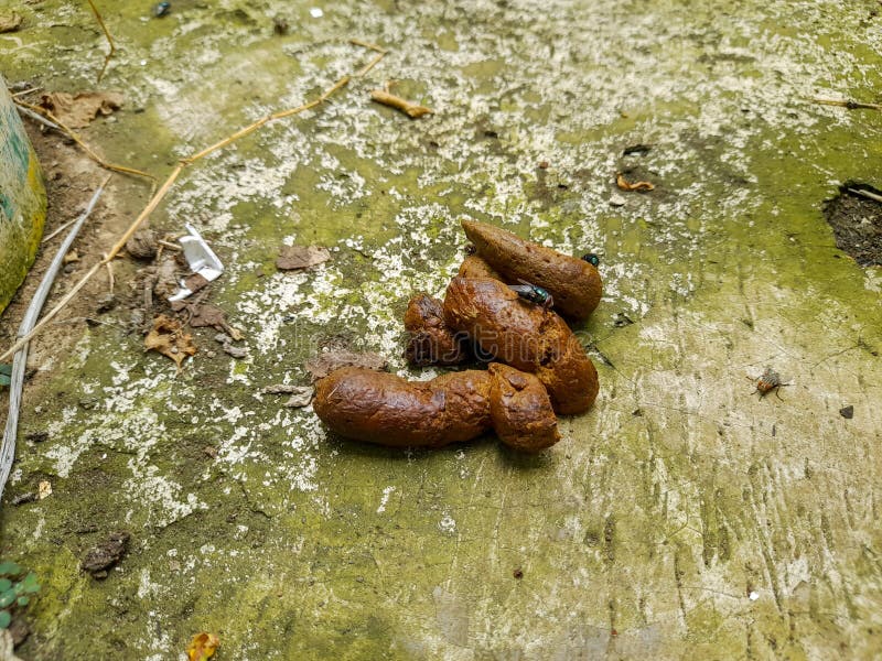 House Filled Flies Stock Photos Free & RoyaltyFree Stock Photos from