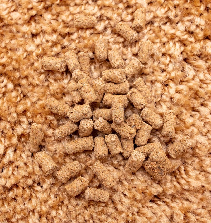 Cat Litter on Carpet. Close Stock Photo Image of close, controversy