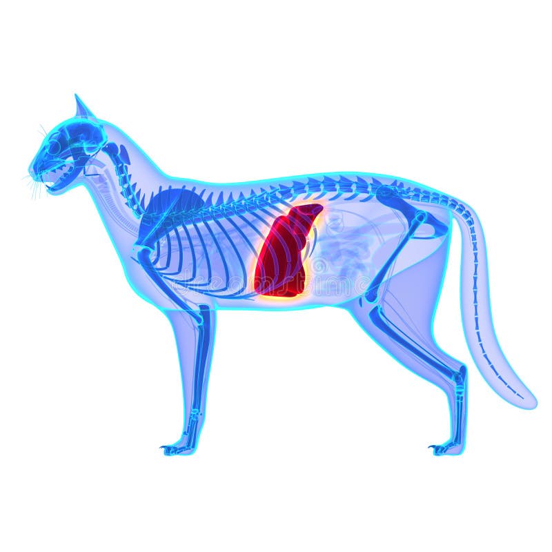 Cat Liver - Felis Catus Anatomy - isolated on white royalty free stock image Cat Liver - Felis Catus Anatomy - isolated on white royalty free stock image