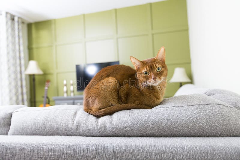 Cat in the Living Room on the Couch Stock Photo Image of lovable