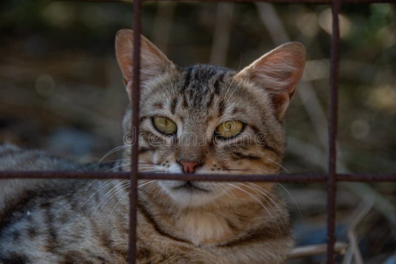 A cat locked in a cage stock photo. Image of close, cage 261510256