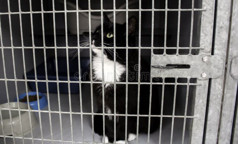 Cat Locked Cage Stock Photo - Download Image Now - Domestic Cat