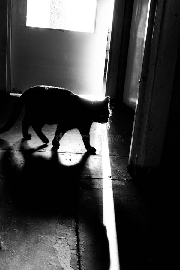 Cat in a lonely house. stock photo. Image of person 204108642