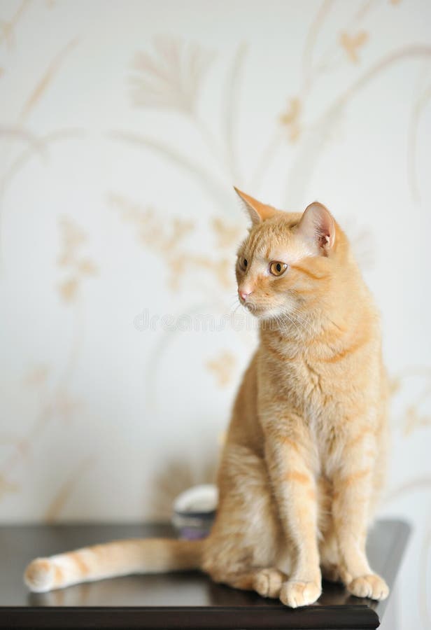 Cat Looking Away while Sitting at Home Stock Photo Image of brown