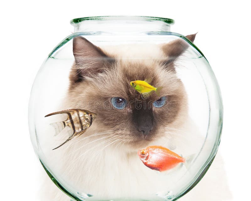 Cat Looking into Bowl of Pet Fish Stock Image Image of space, cutout
