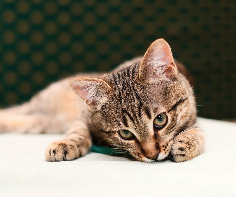 Cat looking into camera stock photo. Image of kitten 18760718