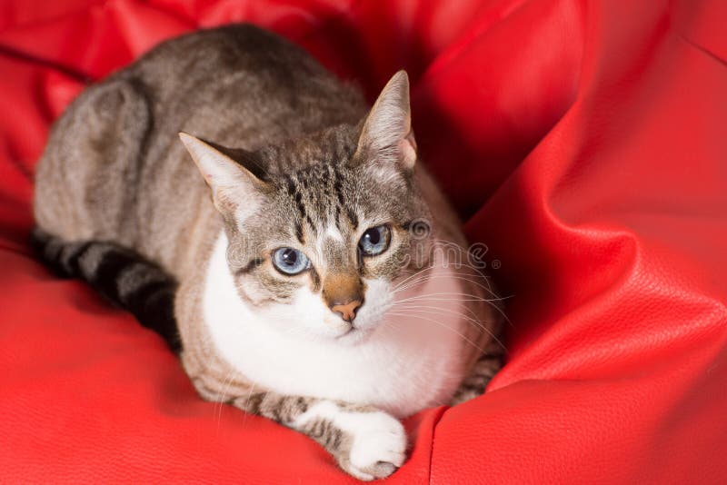 Cat looking at the camera stock image. Image of looking 72505737