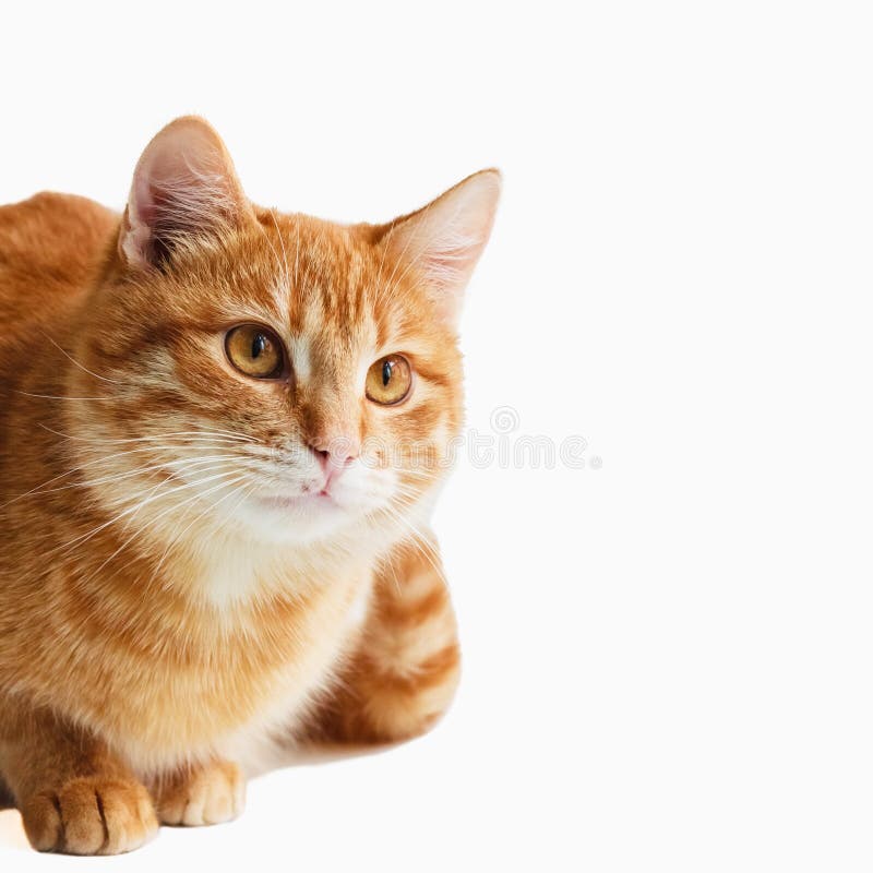 Cat looking down isolated on white