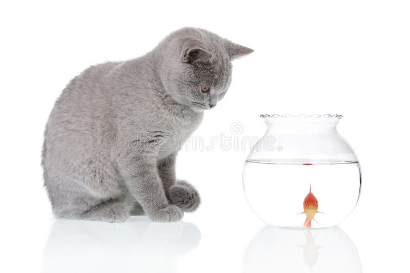 cat goldfish