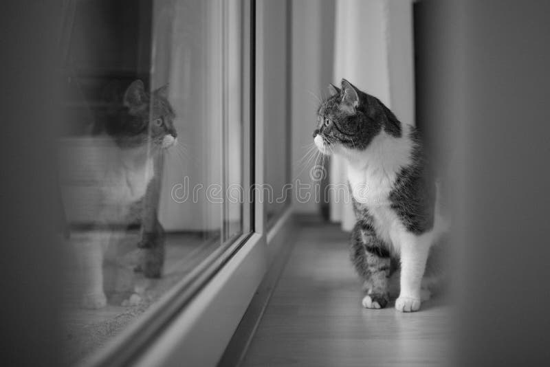 1,071 Tabby Cat Looking Out Window Stock Photos Free & RoyaltyFree