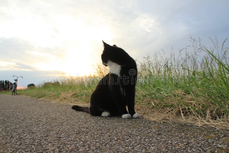 The cat is looking to the bike and sunset in the summer.