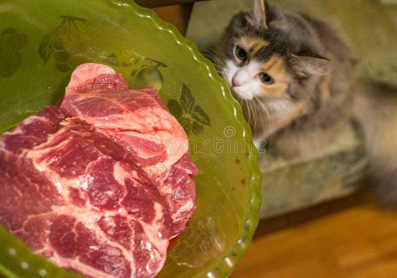 cat eating steak