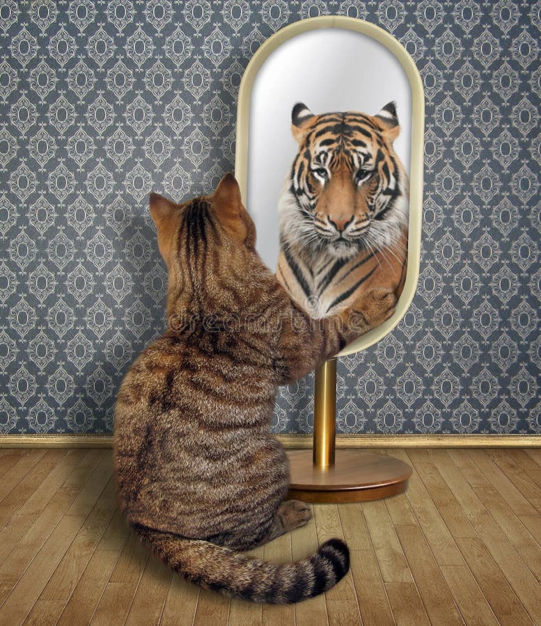 869 Cat Reflection Tiger Stock Photos - Free & Royalty-Free Stock