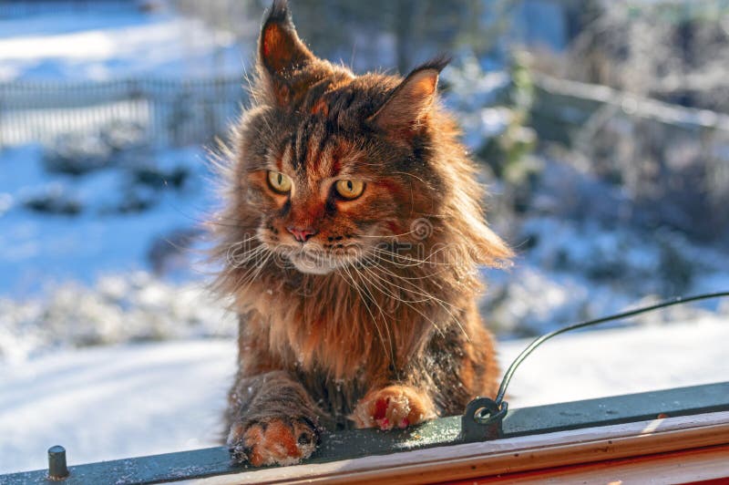 Cat Looks in the Window from the Winter Street. Maine Coon Cat Climbs To the Window from the