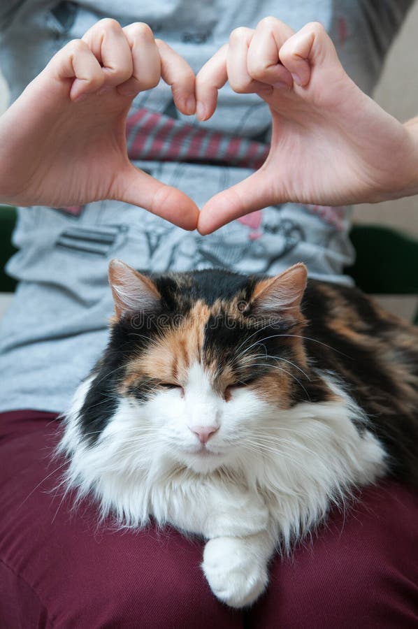 Sleeping cat stock photo. Image of animal, cover, blankets 51015468