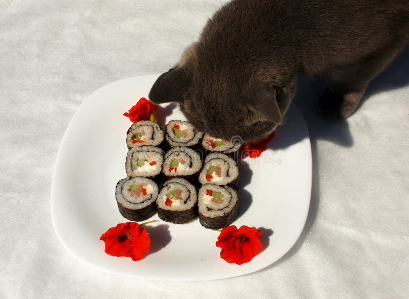 Cat loves sushi stock photo. Image of food, friendly 74424372