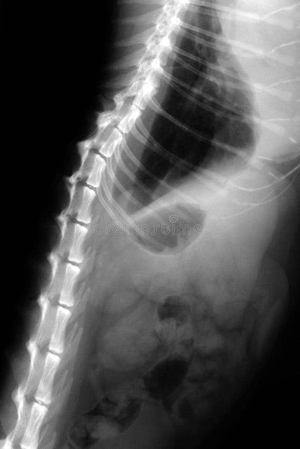Cat Lungs XRay stock photo. Image of spine, bones, pneumonia 3969566
