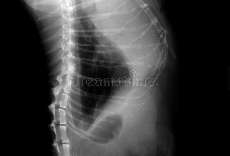 Cat Lungs XRay Stock Photography Image 3969562