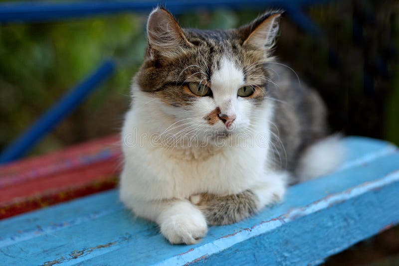 The Cat is Lying on the Bench. Stock Image Image of multicolored, care 76953039