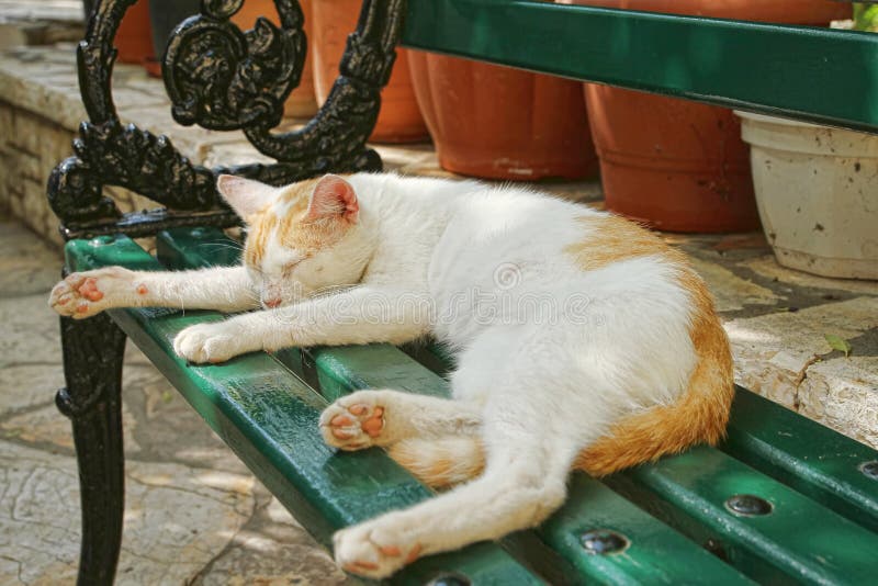 Cat Lying On The Garden Bench Stock Image Image of nature, single 18902751