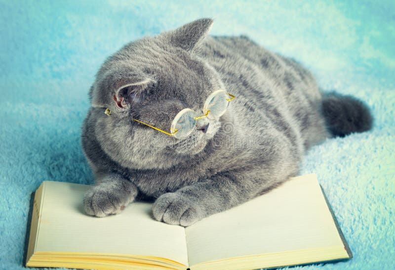 Cat lying on the book stock image