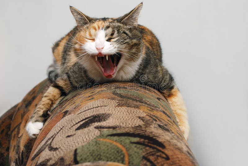 Cat lying on the couch stock photo. Image of household 18467286