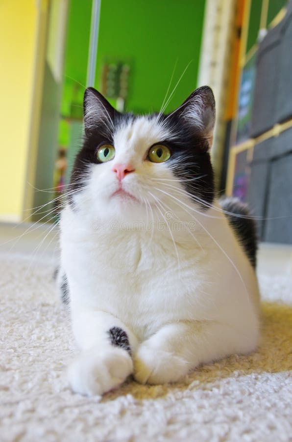 Cat lying on the floor stock photography