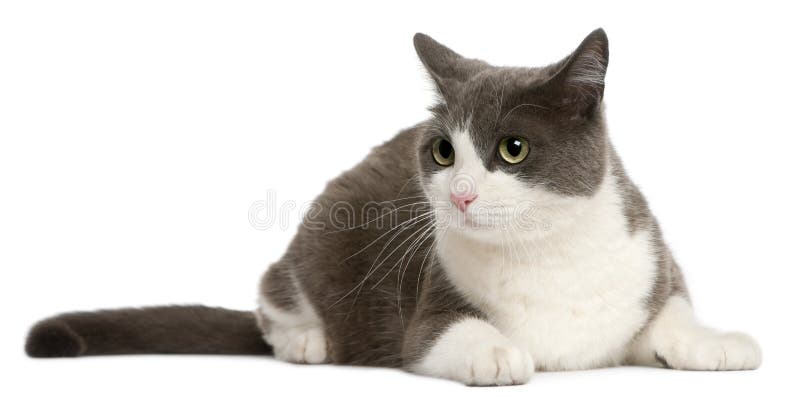 Cat lying in front of white background