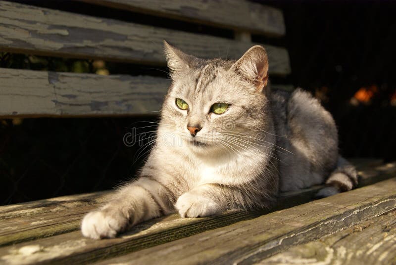 Cat lying on the garden bench