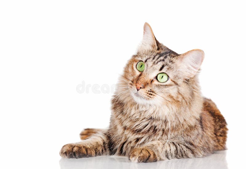 Cat lying on glass table