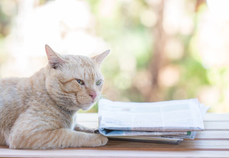 Cat lying with newspaper stock image. Image of focused 108929441