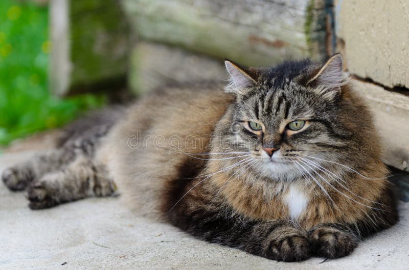 The Cat is Lying on the Porch Stock Photo Image of house, porch 47850572