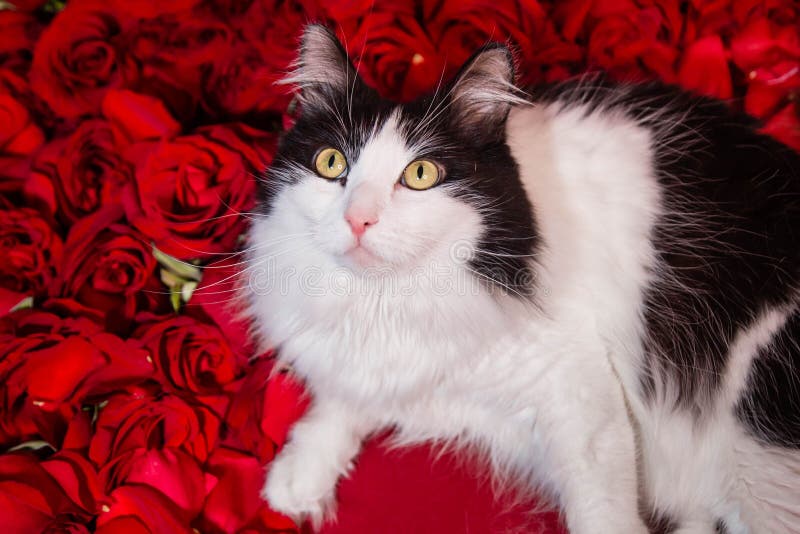 Cat Lying on Red Roses and Petals. Stock Image Image of concept