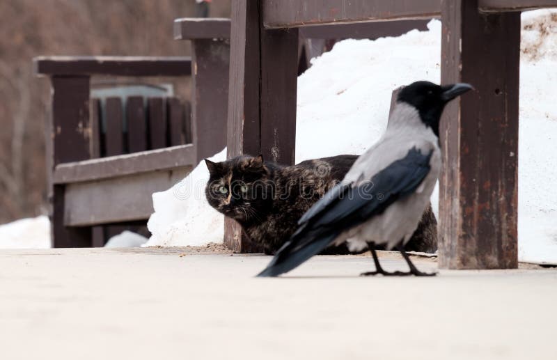 Cat and crow. 