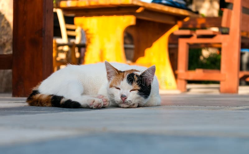 Cat lying in the street near cafe table