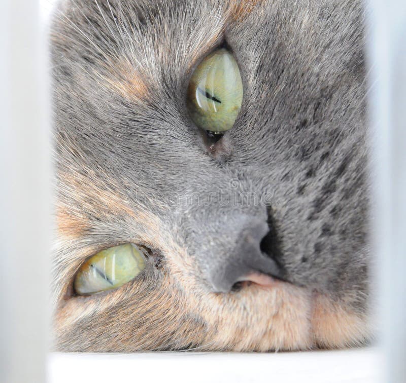 492 Cat Sleeping Window Sill Stock Photos Free & RoyaltyFree Stock
