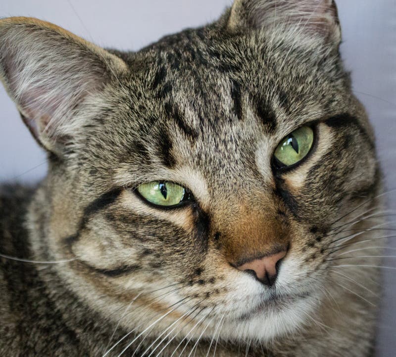 mackerel tabby cat brown mackerel tabby cat brown