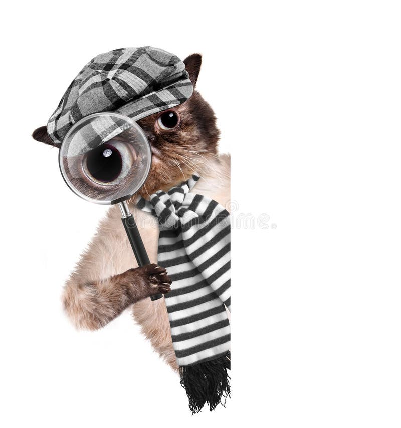 Cat with magnifying glass and searching. Creative.