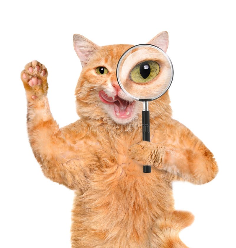Cat with magnifying glass and searching .