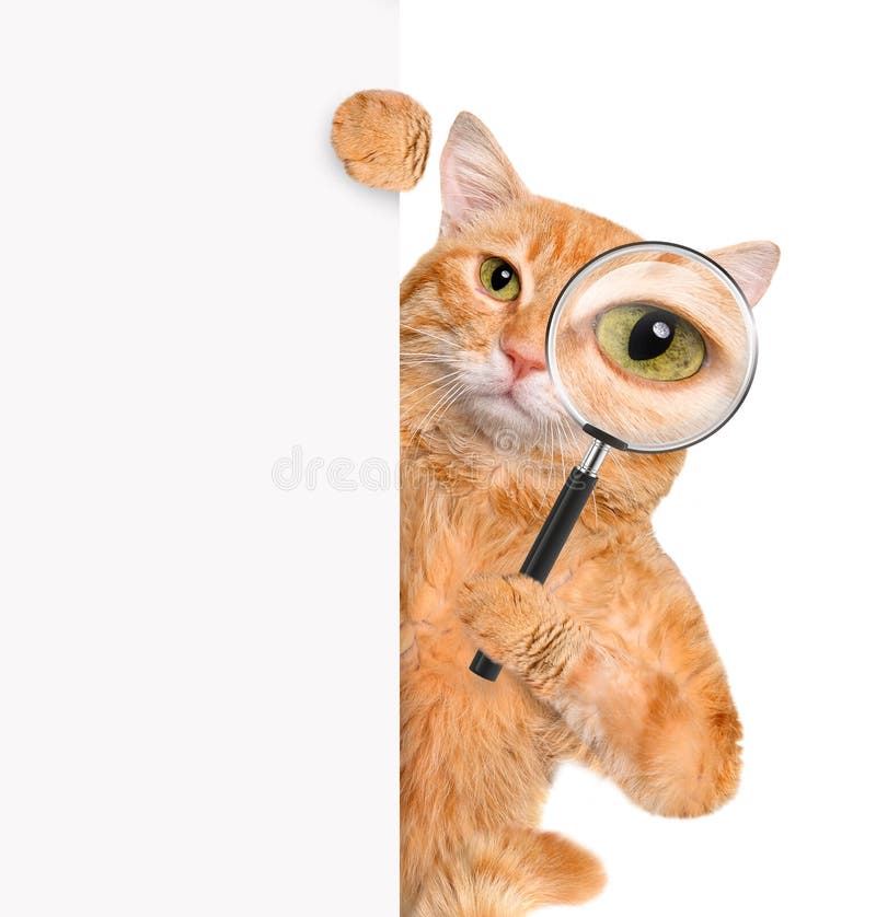 Cat with magnifying glass and searching stock images Cat with magnifying glass and searching stock images