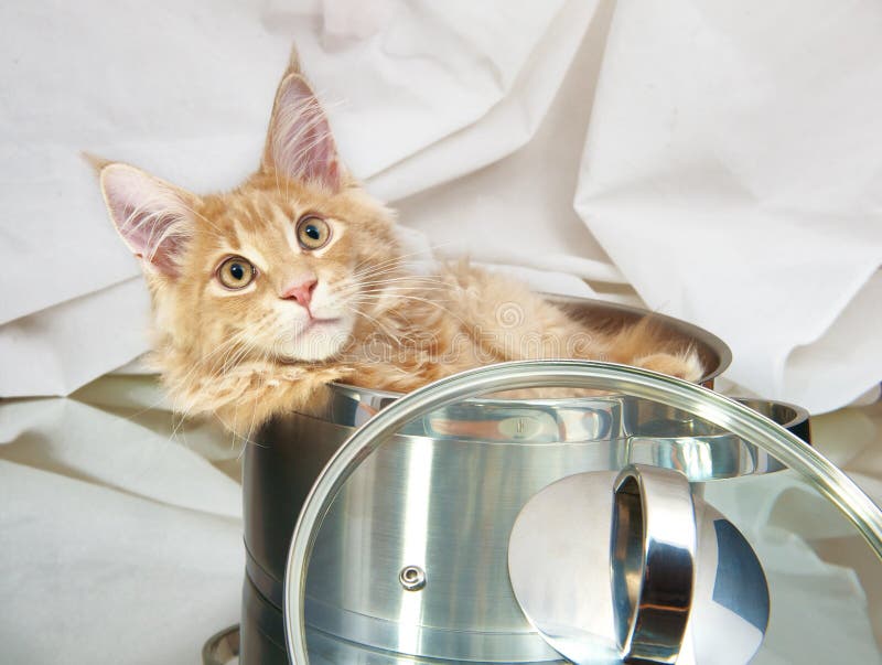 Cat Maine Coon in pentola fotografia stock Cat Maine Coon in pentola fotografia stock