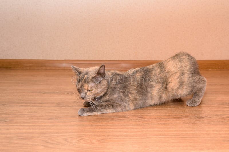 A Cat in March Requires a Male Cat. Purring, Lying on the Floor and