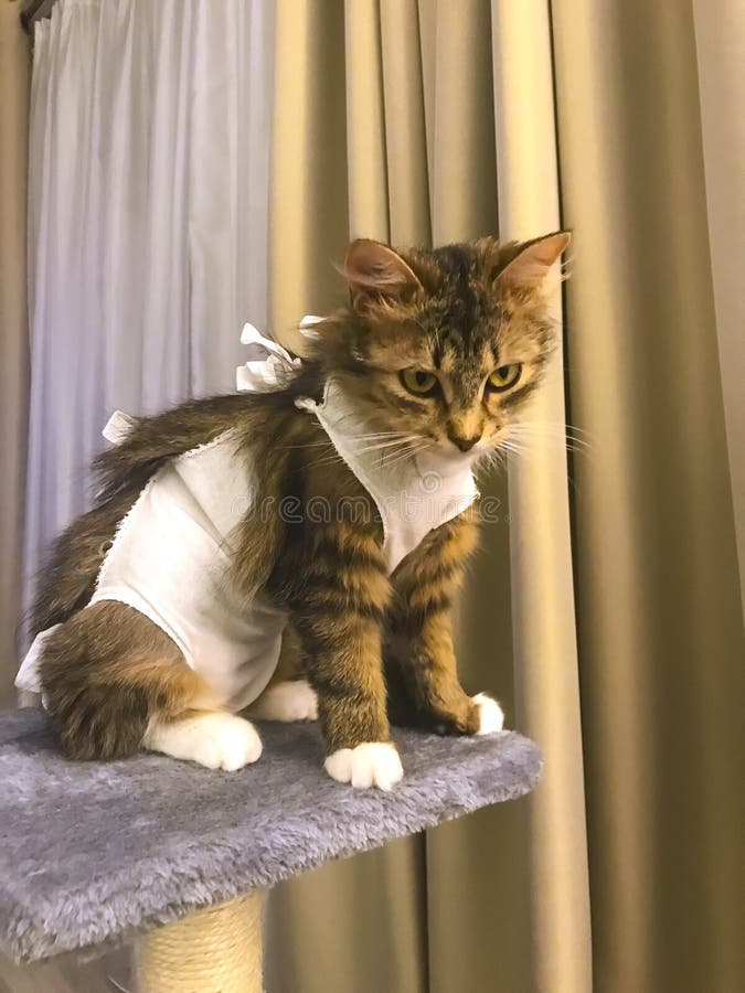 Sick cat with bandage stock photo. Image of treatment 25317826