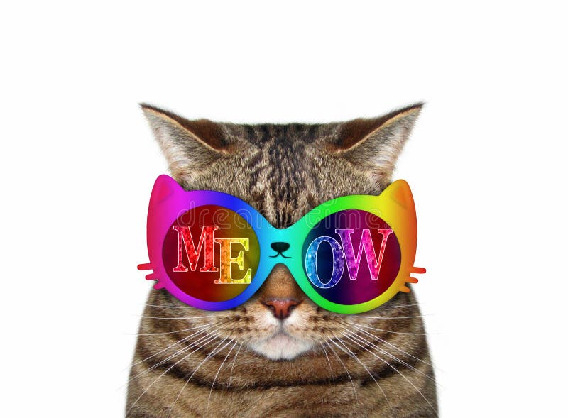 Cat in meow sunglasses 2