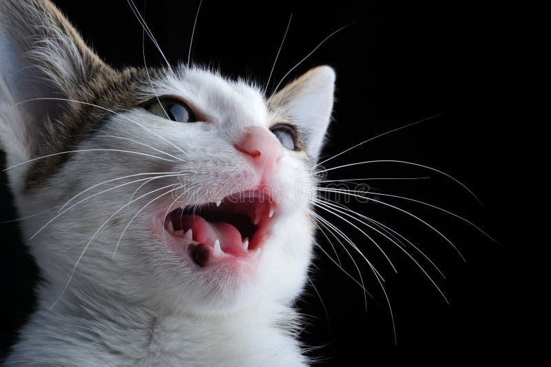 cats meowing ringtone cats meowing ringtone